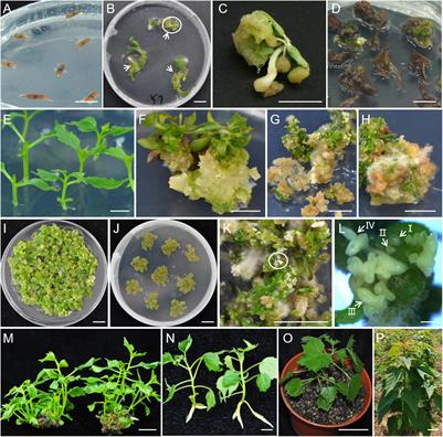 Efficient Transformation of Catalpa bungei Shows Crystal Genes Conferring Resistance to the Shoot Borer Omphisa plagialis